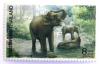 Colnect-533-586-Asian-Elephant-Elephas-maximus.jpg