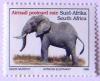 Colnect-557-150-African-Elephant-Loxodonta-africana.jpg