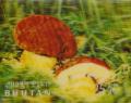 Colnect-1091-439-Cep-Boletus-edulis.jpg