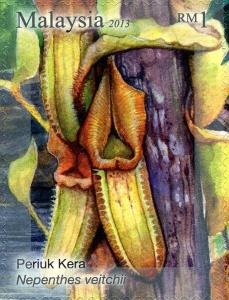 Colnect-2568-047-Nepenthes-veitchii.jpg