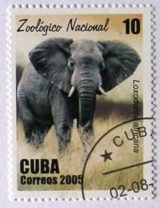 Colnect-537-161-African-Elephant-Loxodonta-africana.jpg