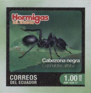 Colnect-4962-652-Cephalotes-atratus.jpg