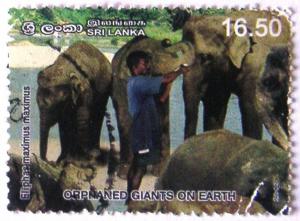 Colnect-528-303-Asian-Elephant-Elephas-maximus.jpg