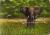 Colnect-539-141-African-Elephant-Loxodonta-africana.jpg