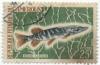 Colnect-1038-211-Northern-Pike-Esox-lucius.jpg