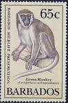 Colnect-1497-068-Green-Monkey-Cercopithecus-aethiops-sabaeus.jpg
