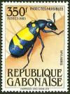 Colnect-2529-860-Blister-Beetle-Mylabris-sp.jpg