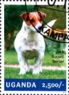 Colnect-3438-328-Jack-Russell-Terrier-Canis-lupus-familiaris.jpg
