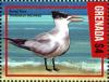 Colnect-3676-991-Royal-Tern-Thalasseus-maximus.jpg