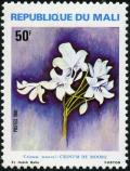 Colnect-1049-612-Flowers---Crinum-moorei.jpg