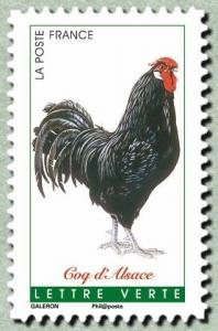 Colnect-3148-419-Alsace-Rooster-Gallus-gallus-domesticus.jpg