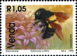 Colnect-1519-712-Carpenter-Bee-Xylocopa-caffra.jpg
