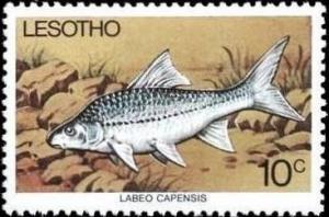 Colnect-1730-124-Orange-River-Mudfish-Labeo-capensis.jpg