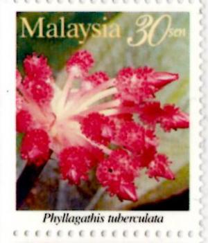 Colnect-2004-249-Highland-Flowers--Phyllagathis-tuberculata.jpg