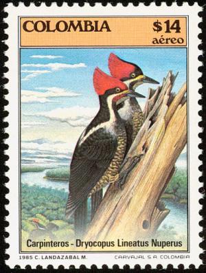 Colnect-2504-983-Lineated-Woodpecker-Dryocopus-lineatus-ssp-nuperus.jpg