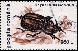 Colnect-3578-781-European-Rhinoceros-Beetle-Oryctes-nasicornis.jpg