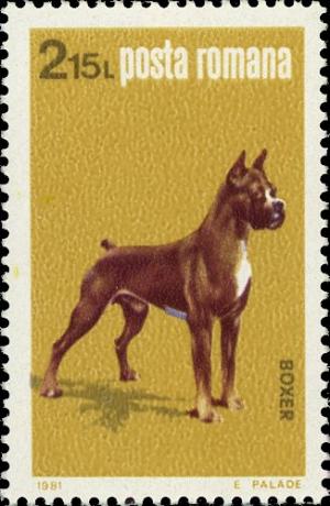 Colnect-4266-435-German-Boxer-Canis-lupus-familiaris.jpg