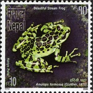 Colnect-550-675-Assam-Sucker-Frog-Amolops-formosus.jpg