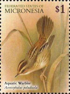 Colnect-5782-020-Aquatic-Warbler---Acrocephalus-paludicola.jpg