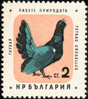 Colnect-621-460-Western-Capercaillie-Tetrao-urogallus.jpg