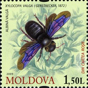 Colnect-800-249-Carpenter-Bee-Xylocopa-valga.jpg
