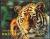 Colnect-1128-687-Tiger-Panthera-tigris.jpg