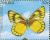 Colnect-1214-712-Nutterfly-Delias-madetes.jpg