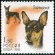 Colnect-2024-517-English-Toy-Terrier-Canis-lupus-familiaris.jpg