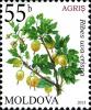 Colnect-5088-028-Gooseberry-Ribes-uva-crispa.jpg