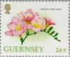 Colnect-126-208-Freesia---Pink-Glow--.jpg