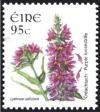 Colnect-1718-903-Purple-Loosestrife---Lythrum-salicaria.jpg