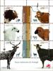 Colnect-4730-659-Native-Livestock-Breeds-of-Portugal.jpg