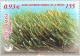 Colnect-182-710-Grasses---Ses-Salines-Nature-Reserve-.jpg
