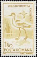 Colnect-4639-111-Pied-Avocet-Recurvirostra-avosetta.jpg