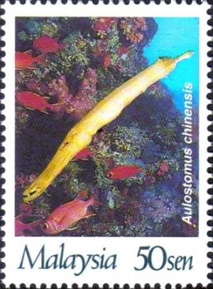 Colnect-1792-826-Chinese-Trumpetfish-Aulostomus-chinensis-.jpg