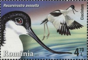 Colnect-2915-335-Pied-Avocet-Recurvirostra-avosetta.jpg