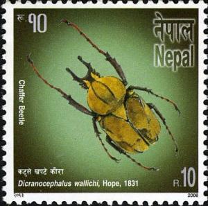 Colnect-550-673-Horned-Flower-Beetle-Dicranocephalus-wallichii.jpg