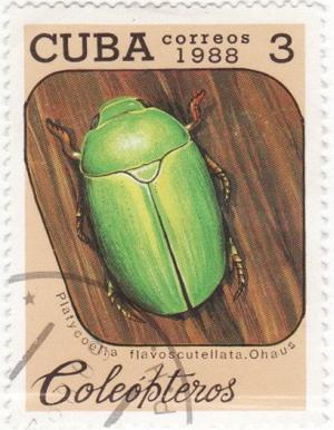 Colnect-935-530-Emerald-Colored-Beetle-Platycoelia-flavoscutellata.jpg
