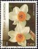 Colnect-1246-855-Narcissus-tazetta-bunch-flowered-narcissus.jpg