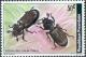 Colnect-871-450-Bess-Beetle-Pantalobus-palini.jpg