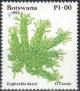 Colnect-2857-090-Euphorbia-Davyi.jpg