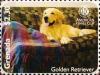 Colnect-5983-194-Golden-Retriever-Canis-lupus-familiaris.jpg
