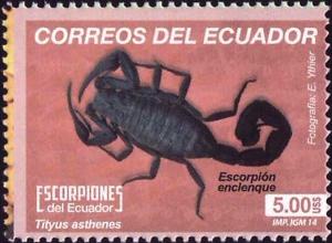 Colnect-2607-864-Amazon-Black-Devil-Scorpion-Tityus-asthenes.jpg