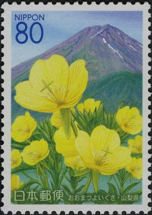 Colnect-3984-982-Large-flowered-evening-Primroses---Mount-Fuji.jpg