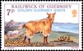 Colnect-5730-929-Golden-Guernsey-Goat-Capra-aegagrus-hircus.jpg