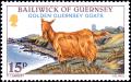 Colnect-5730-931-Golden-Guernsey-Goat-Capra-aegagrus-hircus.jpg