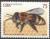 Colnect-4628-808-Carniolan-Honey-Bee-Apis-mellifera-carnica.jpg
