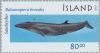 Colnect-165-414-Sei-Whale-Balaenoptera-borealis.jpg