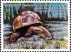 Colnect-1696-257-Aldabra-Giant-Tortoise-Aldabrachelys-gigantea-Prison-Isla.jpg