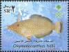 Colnect-1729-817-Red-Sea-Longnose-Filefish-Oxymonacanthus-halli.jpg